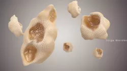 popcorn 3D model