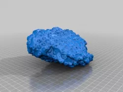 Rough Coral