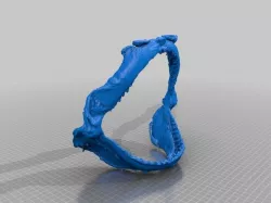 Sand Shark jaw