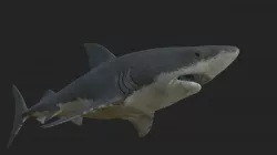 shark 3D model