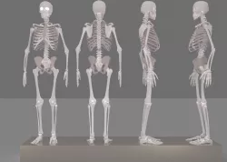 skeleton 3D model