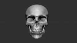Skull Human - Hi-polygon 3D model 3D model 3D model