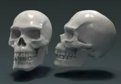 Skull sculpture - by Christopher Michael Walker 3D model