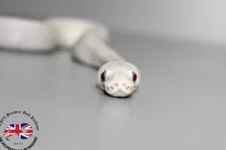 Snek