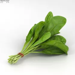 Spinach 3D model