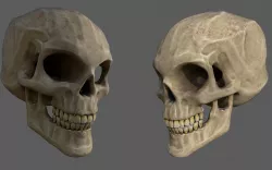Stylized human skull  Low-poly  3D model