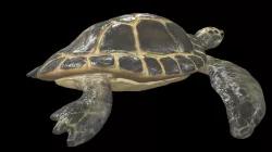 Turtle Low-poly  3D model
