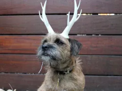 Wearable Reindeer Antlers