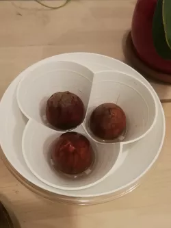 Avocado 3X Pits Holder