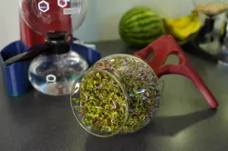 grow fresh sprouts with a coffee maker modification