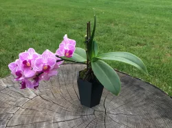 Hexagonal flowerpot