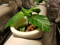 Hydroponics Net Cup / Pot System for 4inch PVC Pipe