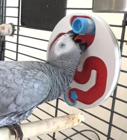 Parrot Puzzle Maze: Pepper's Lament [Expert]