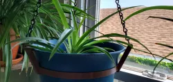 Plant hanger