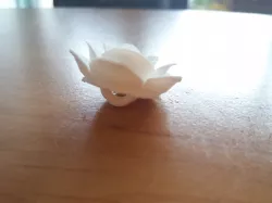 rose button / růžoknoflík
