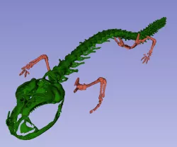 Salamander Skeleton