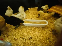 Trough feeder for chick brooder