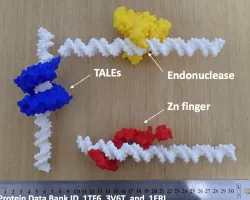 A set of protein domains reading DNA sequence - TAL effector, Zn finger, ECO RI Endonuclease