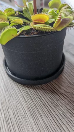 flowerpot
