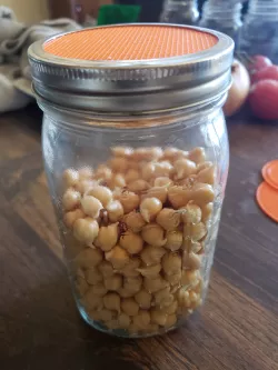 Mason Jar Sprouting Lid