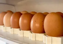 Modular Egg Tray