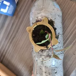 Plant Plug Bottle Planter