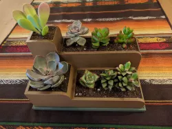 Succulent Levels