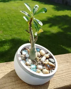 Succulent Planter