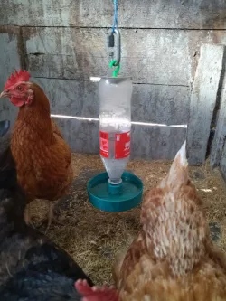 Chicken waterer using PET bottle