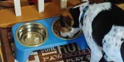 Dog Bowl Feeding Station Platform