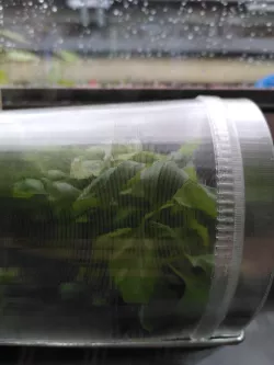 Modular PVB Greenhouse for Flower Boxes / Modulares PVB Gewächshaus für Blumenkästen
