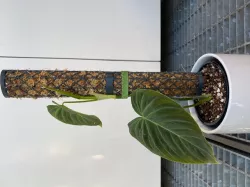 Moss Pole_V1