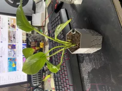 Self Watering Planter