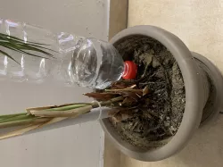 Self Watering spike