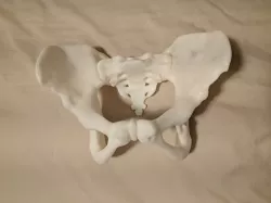 Smooth Female Pelvis And Sacrum