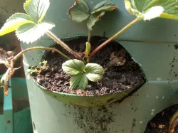 Strawberry planter scoops