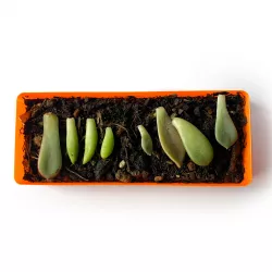 Succulent Propagator
