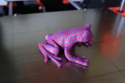 2-colour tree frog (MMU)