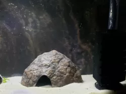 Aquarium Decoration - Textured Coconut Half