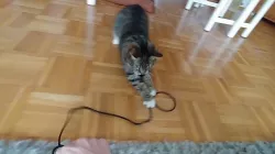 cat toy (flexible)