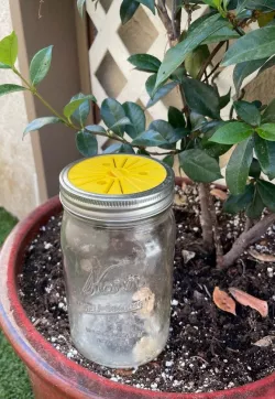 Mason Jar Fly Trap