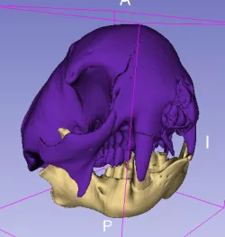 Sloth Skull