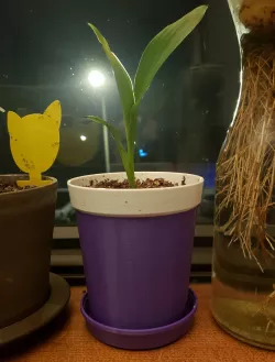 Basic Flower Pot