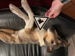 "Beware of the Dog!" Sign (Extreme Edition)