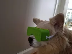 Blind Dog Goggles