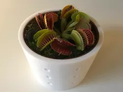 Customizable Flower Pot, with dimples
