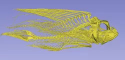 Lionfish Skeleton