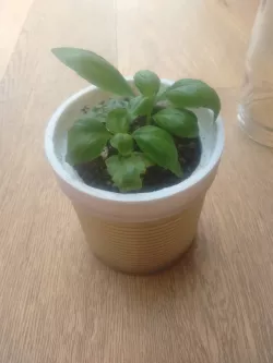Mini greenhouse using trash!!
