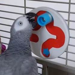 Parrot Puzzle Maze: Cloverleaf [Intermediate]