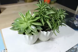 Plant Pot